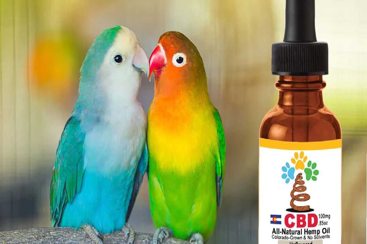 CBD For Birds