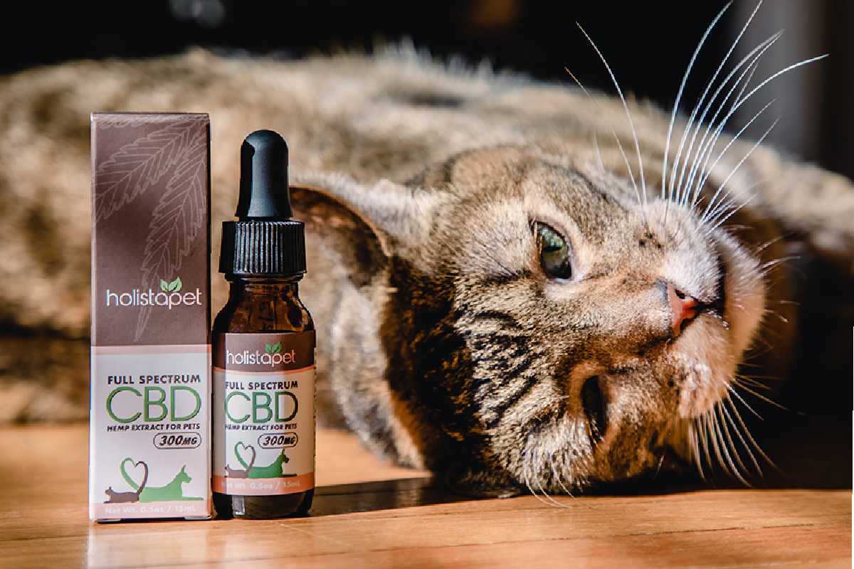 CBD Oil For Cats