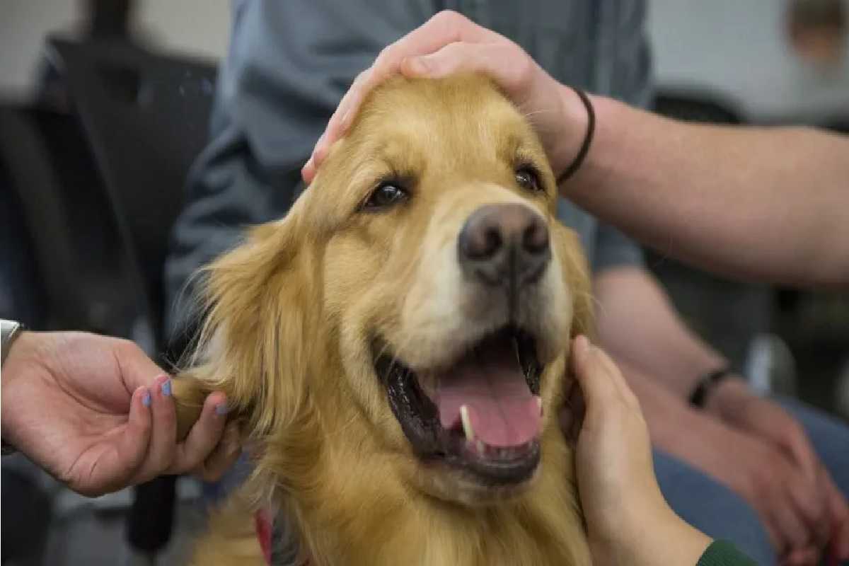Cannabis Therapy for Animal Seizures