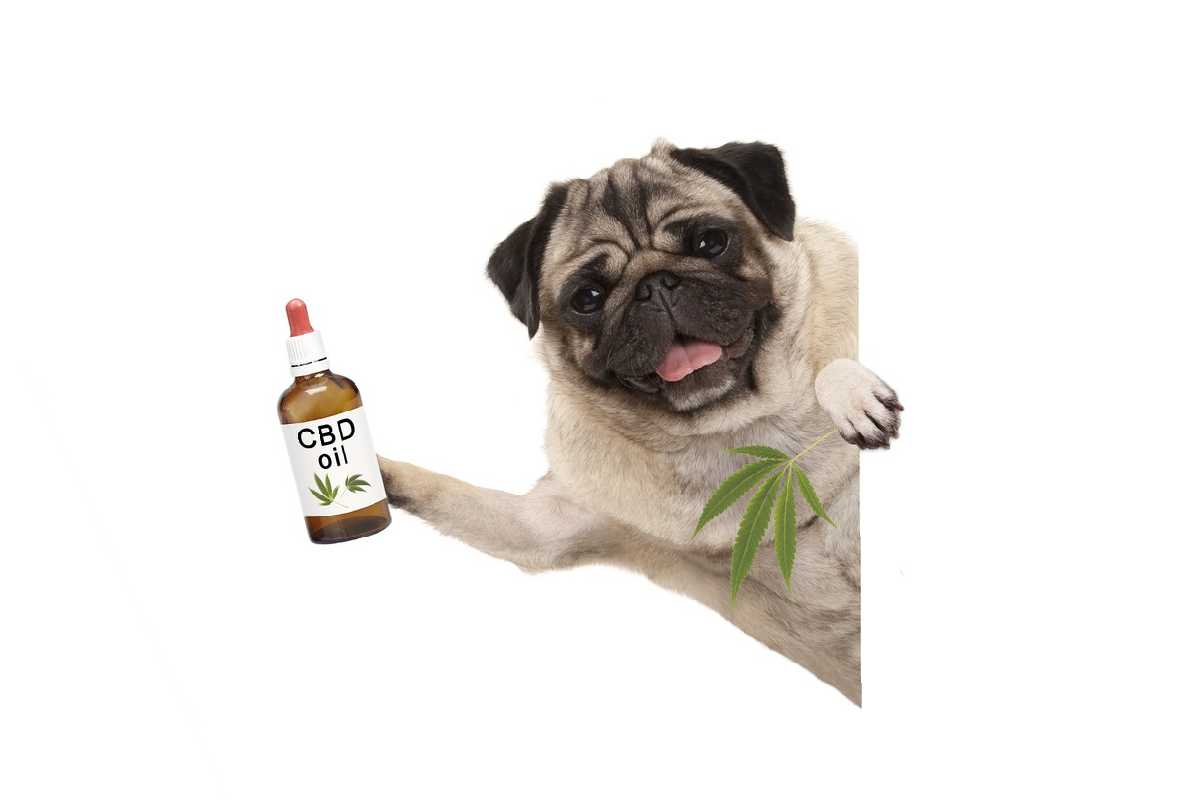 CBD AND CANNABIS FOR PAINFUL PETS