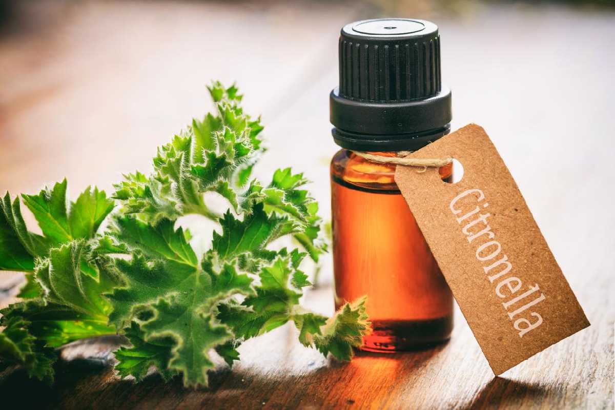 Citronella Oil and Its Advantages