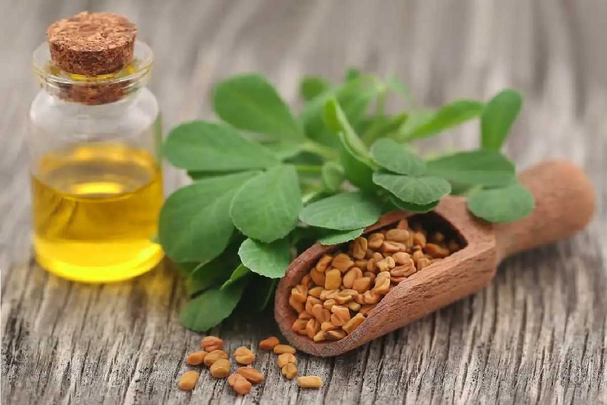 Fenugreek Oil Benefits and More