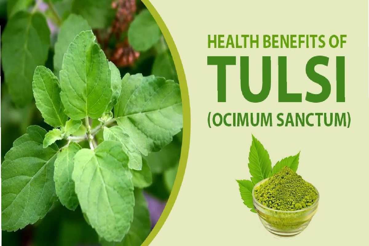 Tulsi's Health Benefits and Medical Applications