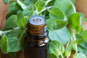 Oregano Oil Benefits for Infections