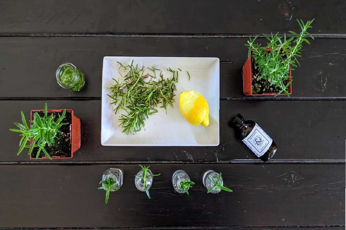 All About Rosemary
