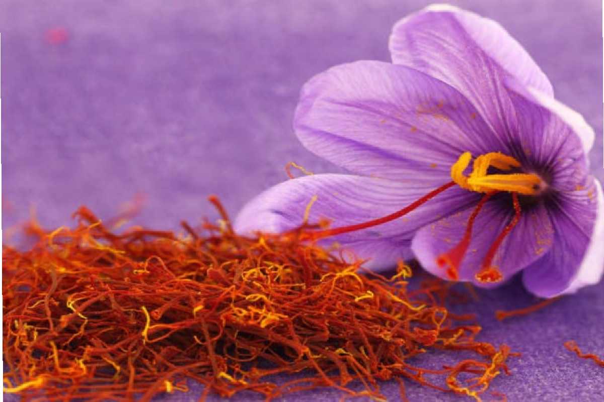 Saffron- Its use and benefits