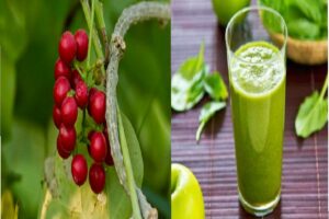 Giloy – The Ultimate Immunity Booster