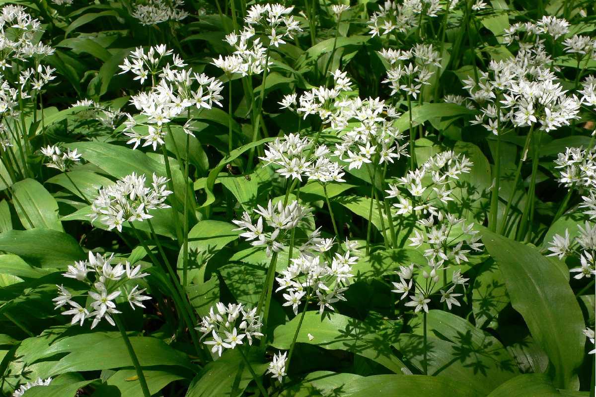 What Is Wild Garlic?